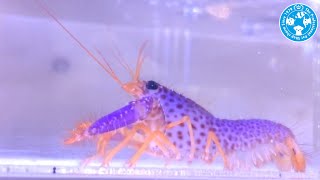 超希少 美品 プリーツプリーズ 海洋生物 魚 ロブスター カーディガン サイズ3 チャーム】海水魚 パープルリーフロブスター Enoplometopus debelius