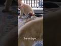 Ultimate Face-Off 😺⚔️ | Todo vs Lulu Battle Begins!
