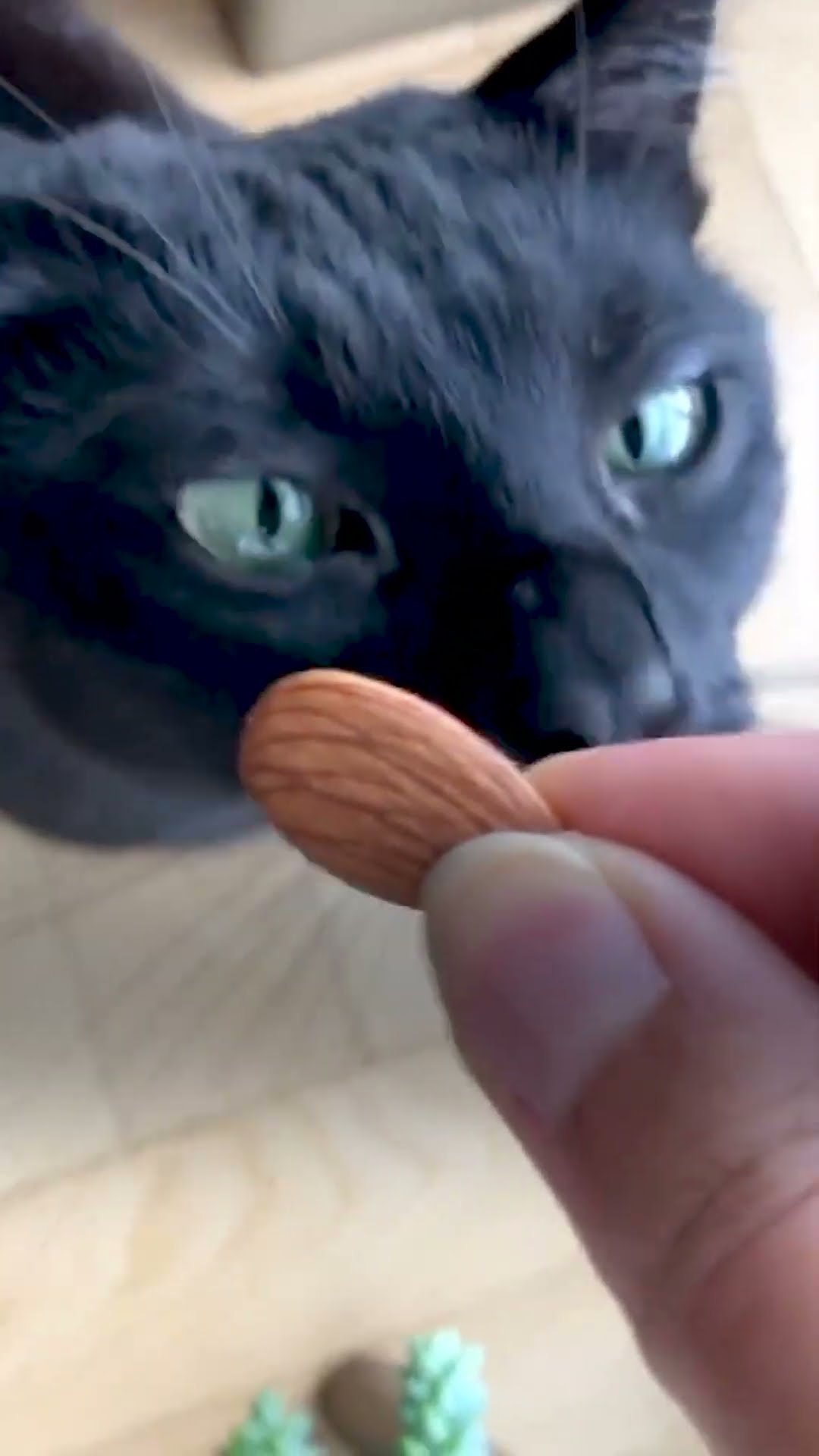 This Cat's BFF Is A Dry Almond | The Dodo