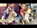 Try not to laugh | Cute and Funny French Bulldogs doing funny things # 30 (2019)| Cute Pets