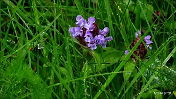 Vilka är de första vårblommorna?