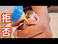 ミルクを拒否する生後２日の赤ちゃん子猫。【保護猫】