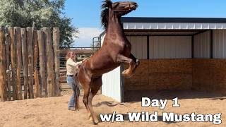 Day One with a Wild Mustang | Mustang Magic 2027