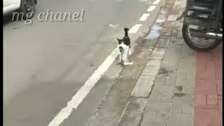 Viral !kucing lucu bawa bh dijalan