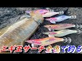 能登アオリイカエギング開幕！エギ王サーチ全色使ったらこのエギが一番良かった！