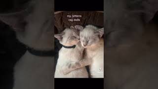 lynx point siamese kitten 4months