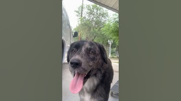 How many heelflip  can do ina row #skateboarding #skateboardvibes #flipskateboards #skatevideo