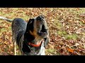 Hound Dog Howling