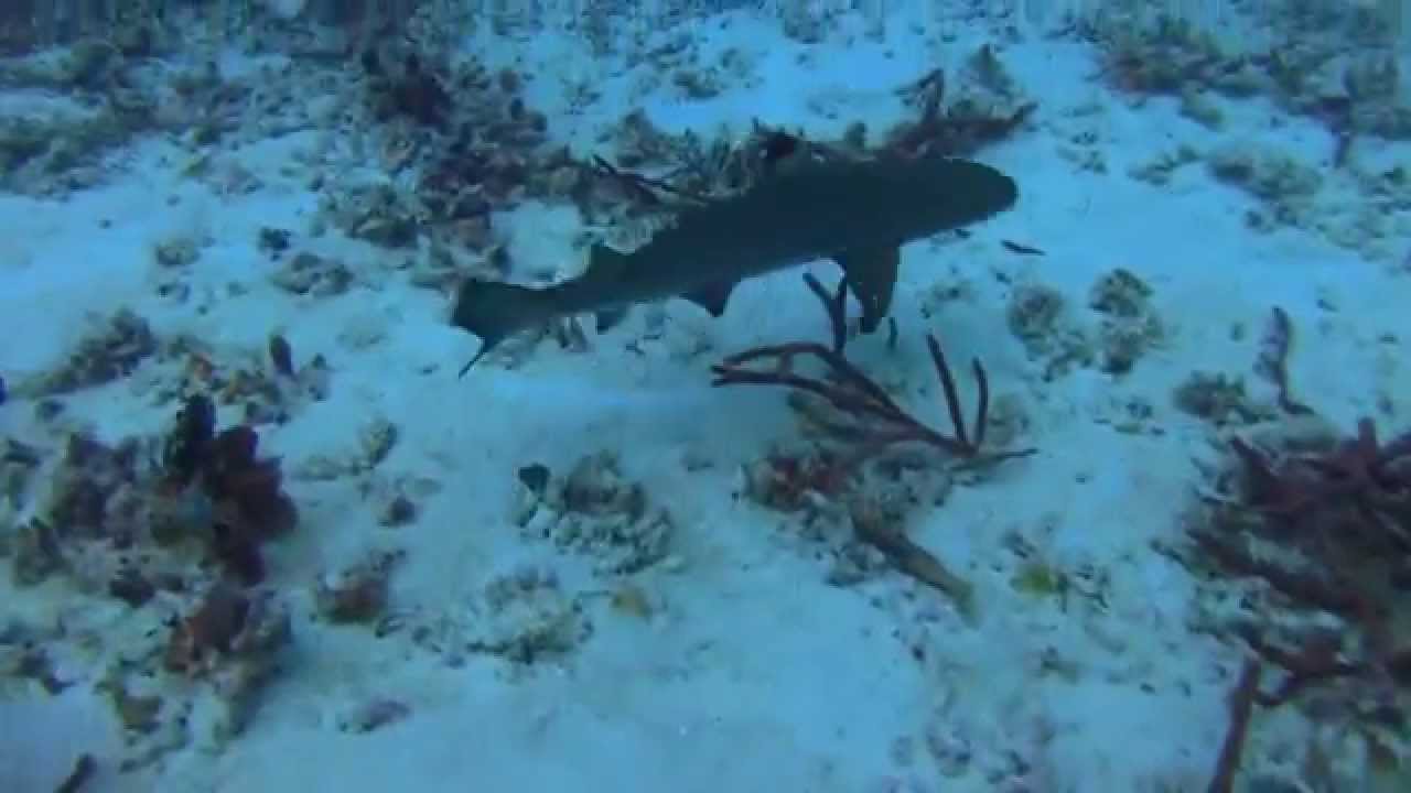 video editing software free Released BlackTips swim in ocean for 1st time!