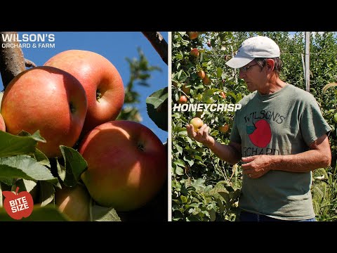 Vídeo: Honeycrisp Apple: informació sobre el cultiu de pomes Honeycrisp