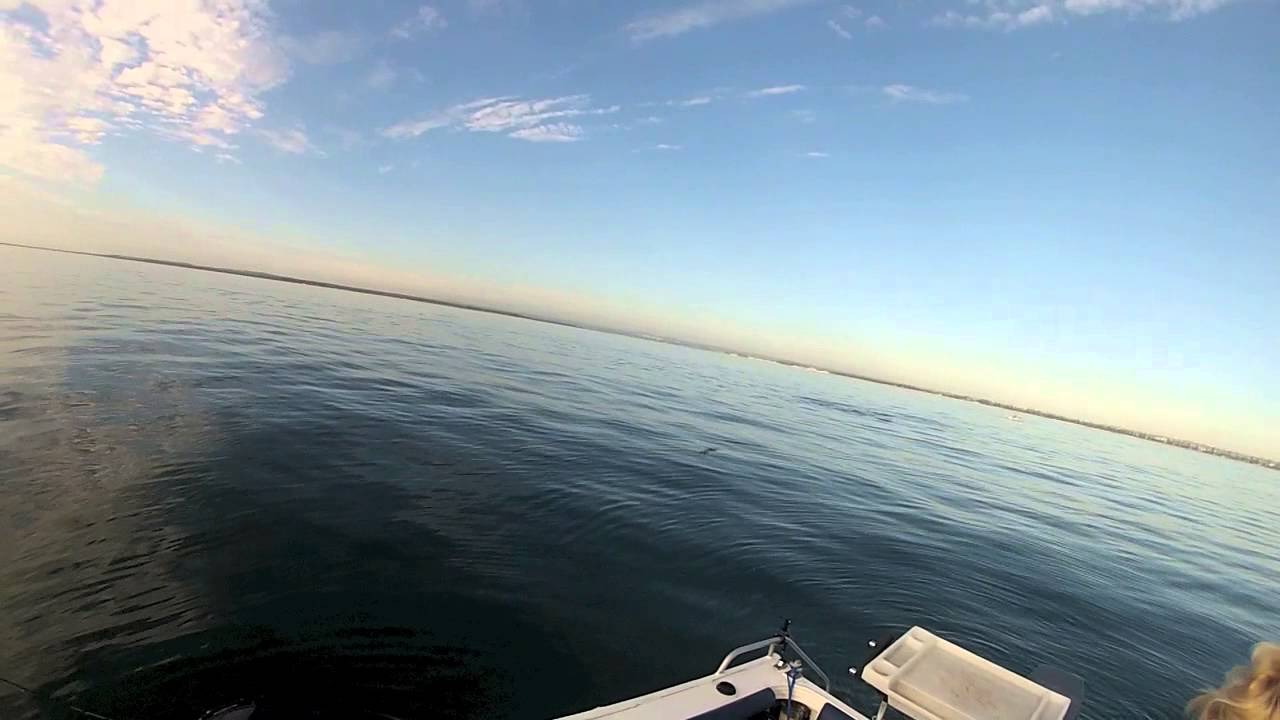 Botany Bay Tailor late Feb 2013