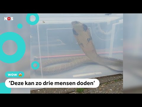 Giftige slang van 2,5 meter gevonden bij sportschool
