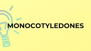 What is the meaning of the word MONOCOTYLEDONES?