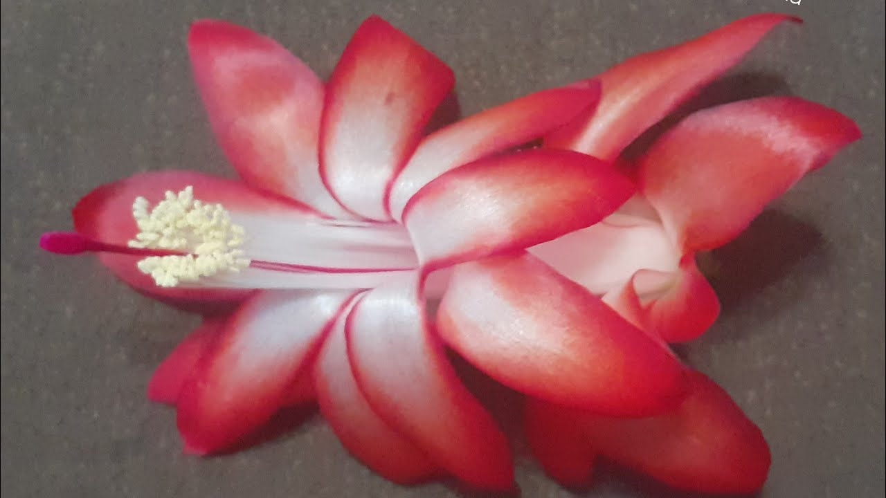 шлюмбергера ANGARA/АНГАРА - YouTube