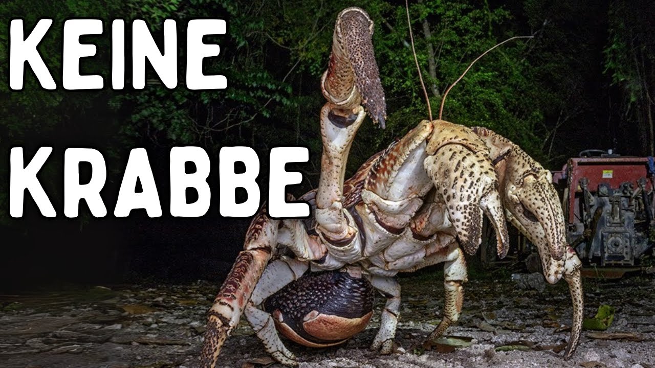 Warum schafft die Evolution immer wieder die gleichen Tiere?