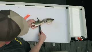 MAXXTUFF DOCK-MOUNTED FISH FILLET TABLE