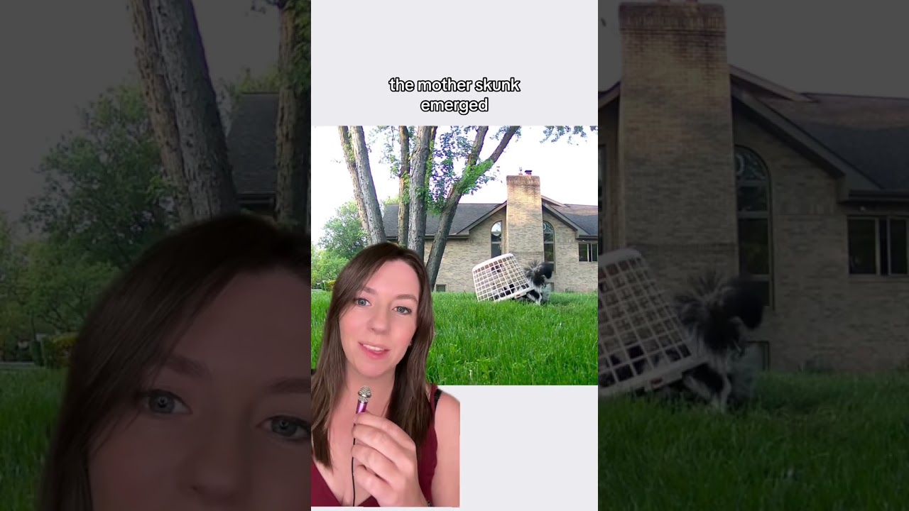 Skunk kits were missing their mother until Wildlife Allies stepped in