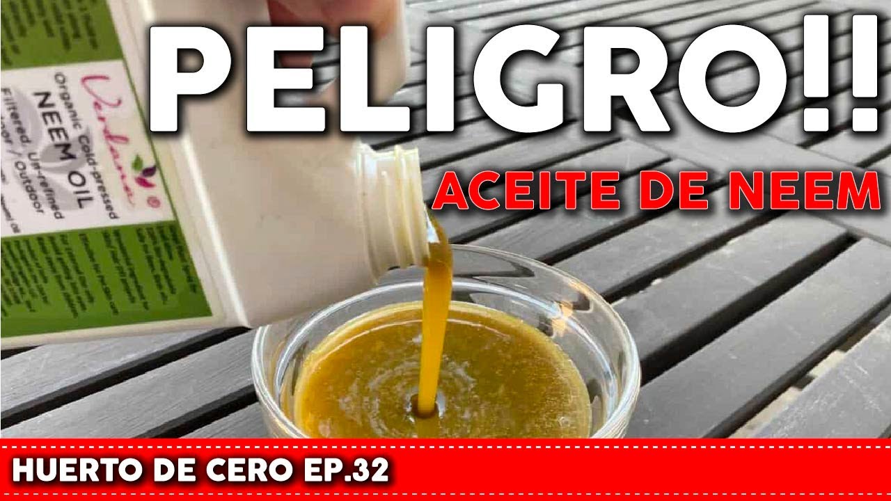 NO uses ACEITE DE NEEM en tus plantas sin conocer el riesgo de utilizarlo. Experiencia Personal