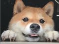 激カワ。窓の外から柴犬の名前呼ぶと…