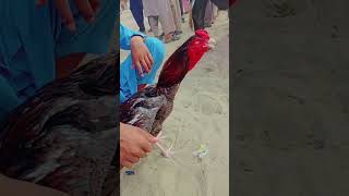 King Breedsaletaviral