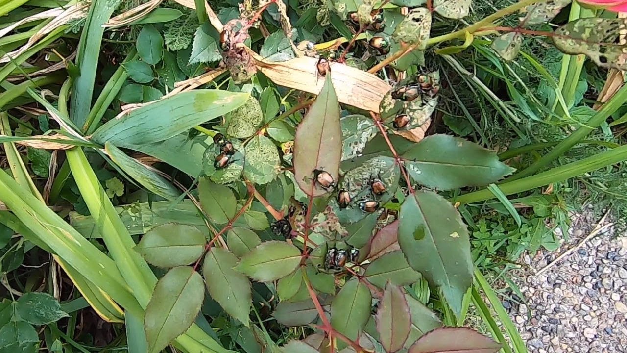 How to control japanese beetles japanesebeetles youtube