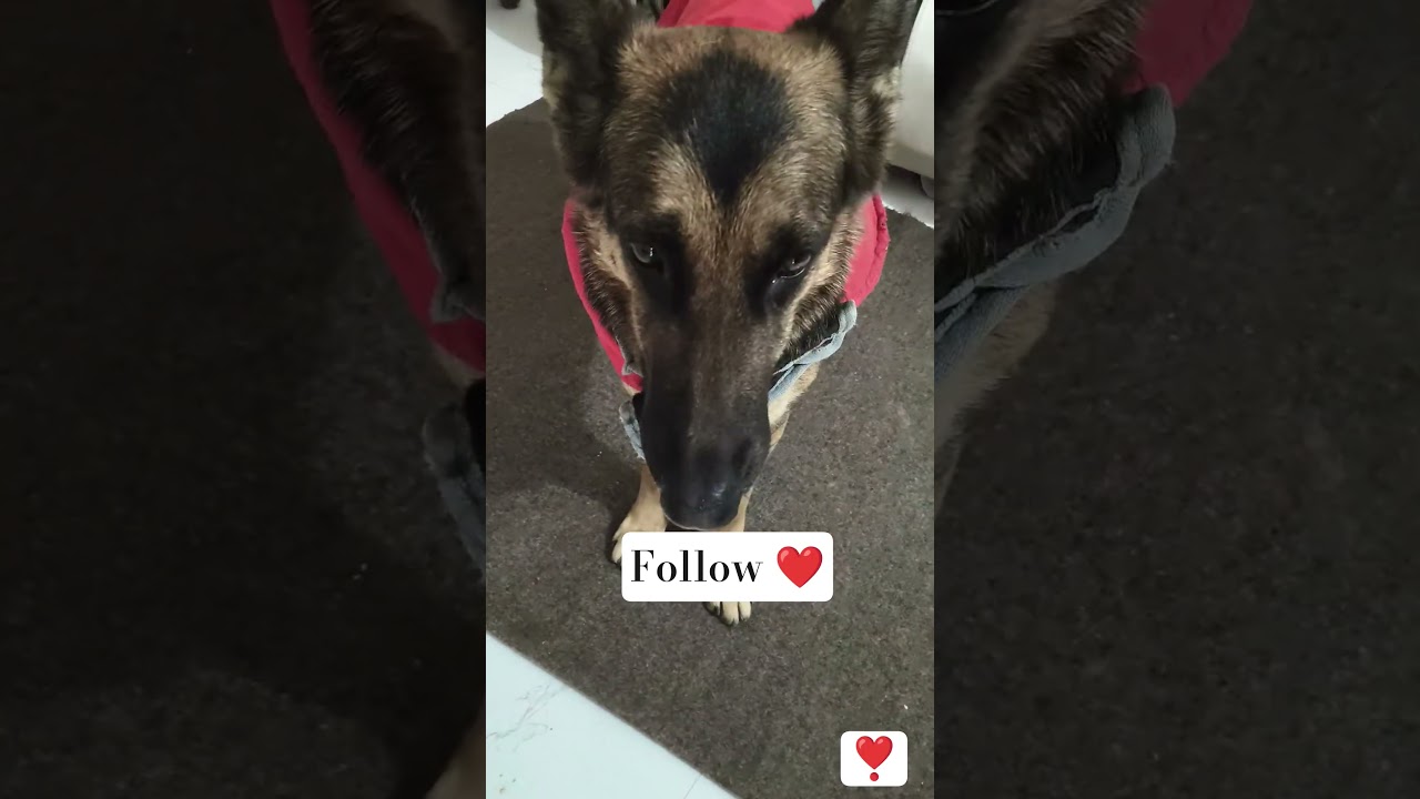 koi follow kare tub to🤔 