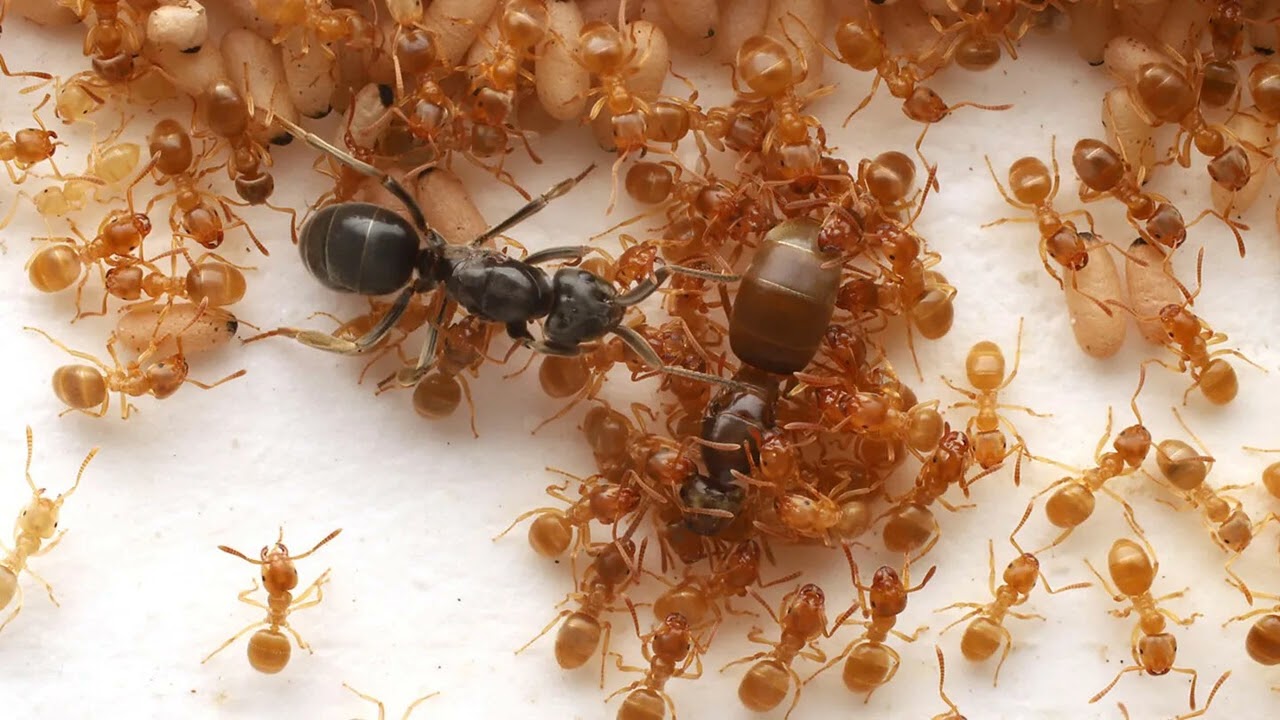Parasitic Ants Manipulate Colonies into Matricide