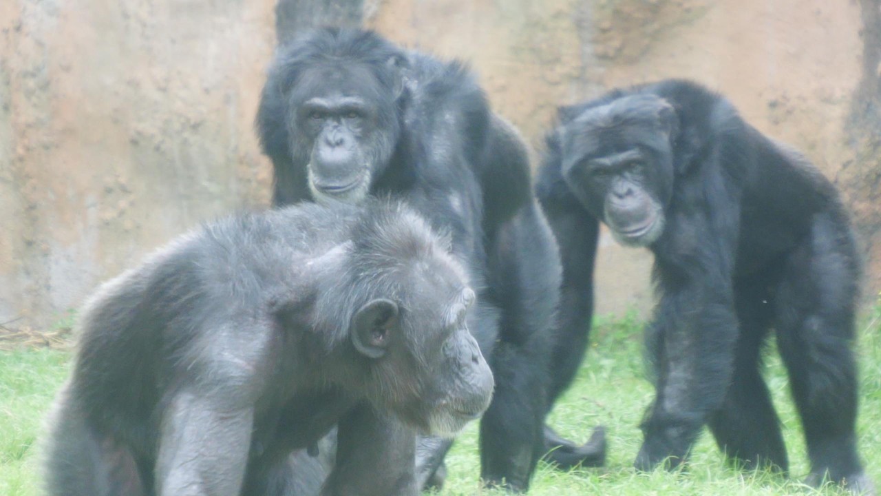 Daiya the Rowdy's Welcome Home Display Noichi Zoo, Chimpanzee