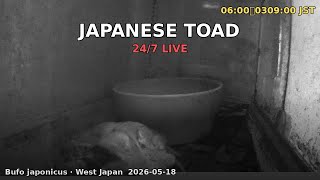 Japan Herp Live - Japanese Toad 2026-05-17 21:00〜09:00 JST [Night]