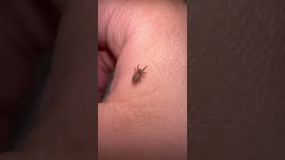 My Tiny Little Blueberry