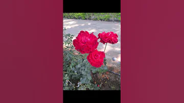 عاشق لبستاني 