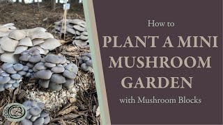 How to Plant a Mini Mushroom Garden