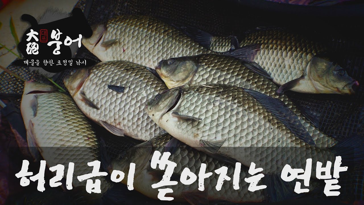 철옹성의 연밭에서 쏟아진 허리급 대물들 [한국낚시방송_대포붕어 5화]