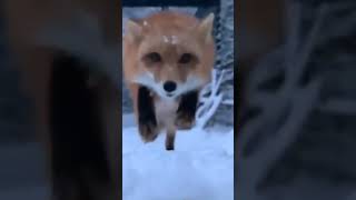 Милая лисичка в снегу #лисичка #снег