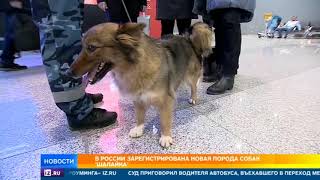 В России официально появилась новая порода собак В России официально появилась новая порода собак