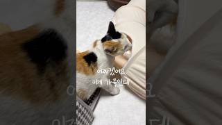 만삭 고명딸 #길냥이구조