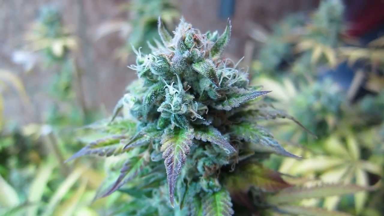 Vlad's Grow: ChemDawg DD #5 (Garlic) Finish Video