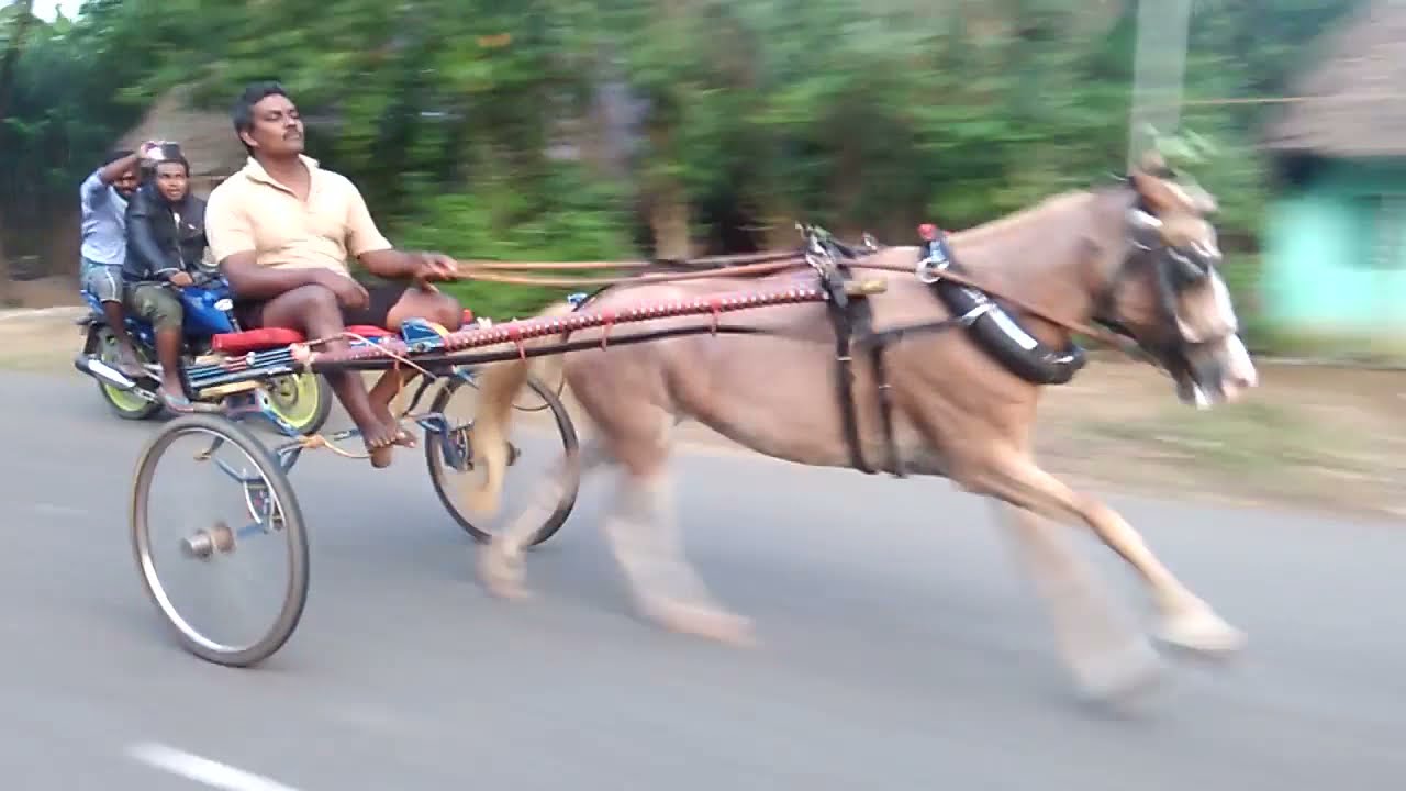 Horse cart race MAYAVARAM (20171217) YouTube