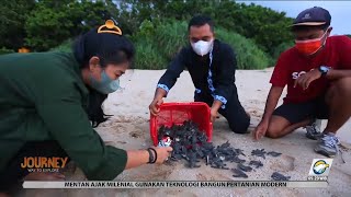 Konservasi Penyu di Pantai  Pengumbahan Ujung Genteng