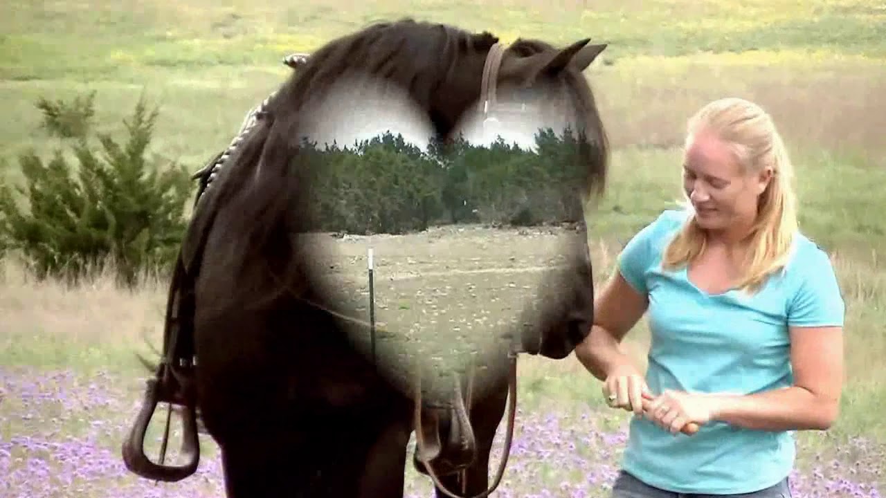 FRD Pure Luck's Sure Luck and some of his amazing MFTHBA foals!