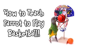 How to Teach Parrot to Play Basketball