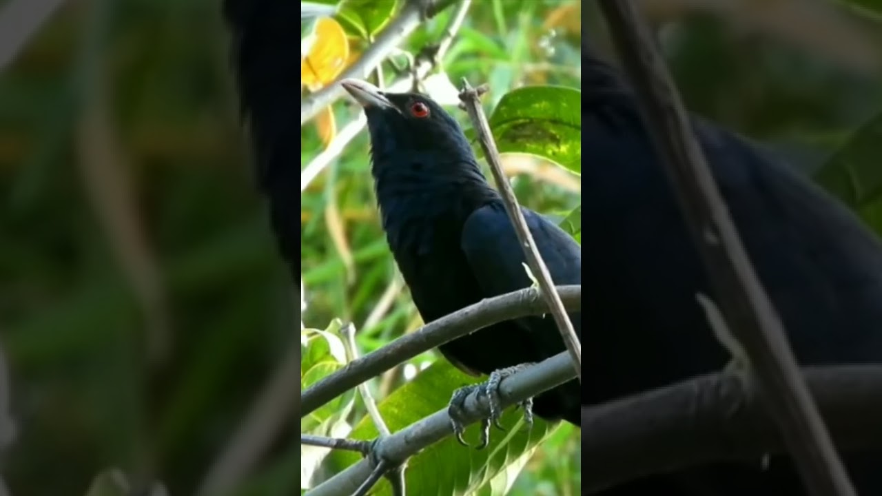 Koyal bird ringtone।koyal bird singing sound koyal bird drawing। shorts vedio🙏🙏 YouTube