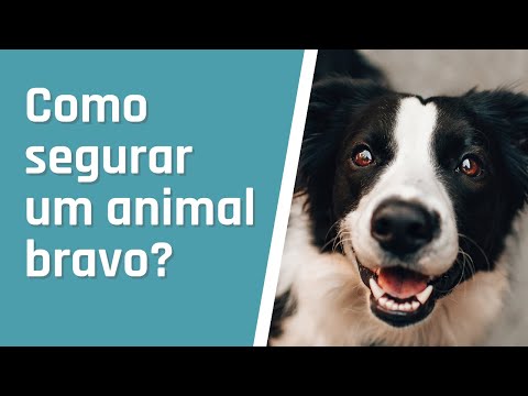 Como segurar um animal para pingar colírio