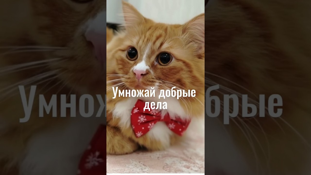 Я здесь? Проверка связи 📶Am I here? Testing the connection 📶 