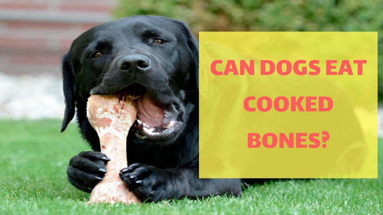 Are Cooked Bones Ok For Dogs?