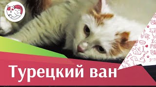 видео Описание породы кошек турецкий ван