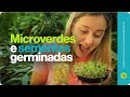 Como fazer microverdes e brotos