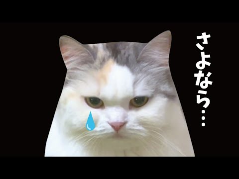 ついにお別れの時がやってきました【関西弁でしゃべる猫】