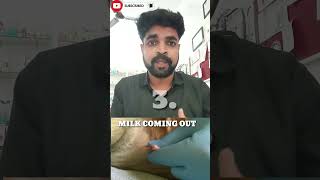 False pregnancy in dogs | pseudopregnancy in dogs and its treatment #youtubeshorts