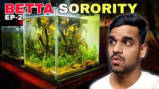 BETTA SORORITY | 1 Month Update *Added Filter to the Tank by AQUATIC MEDIA 24,581 views 6 months ago 12 minutes, 15 seconds